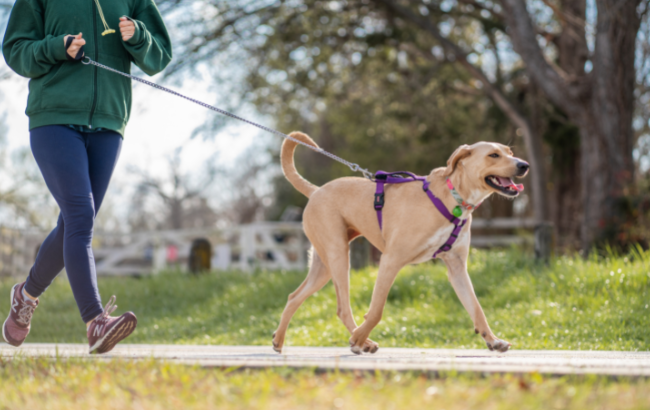 実はチャンス!結婚相談所でペットを飼っている人が持たれる良い印象