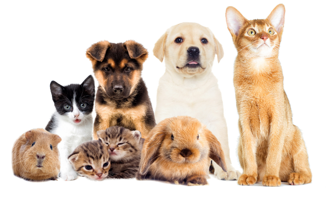 結婚相談所でペットを飼っている人が不利といわれる4つの理由