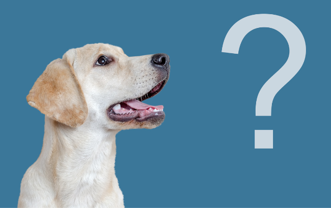 ペットを飼っていることを伝えるタイミングはいつが良い?